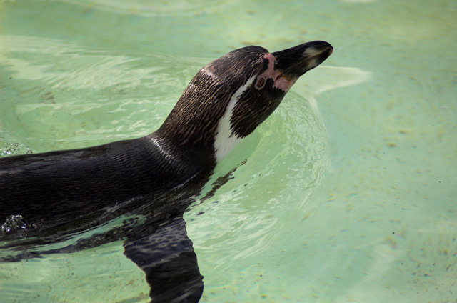 Morning Swim