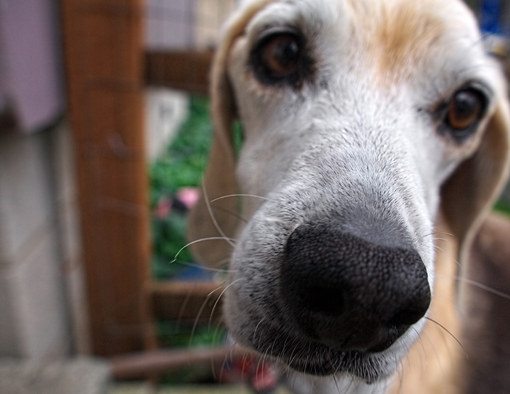 Coco at 14