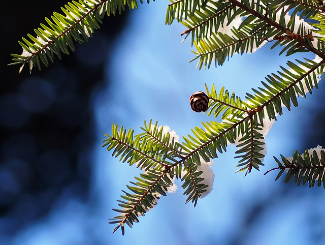 4 - Baby Pinecone