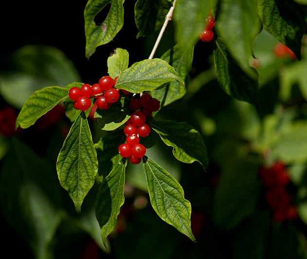 Green and Red