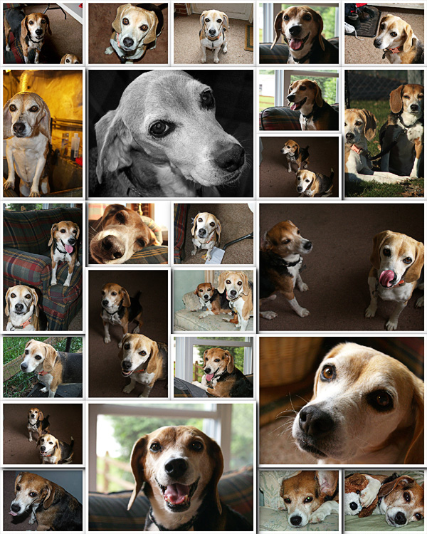 beagles-collage