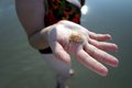 The Seashell
