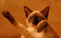 Chairman Meow