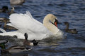 swan with water.jpg