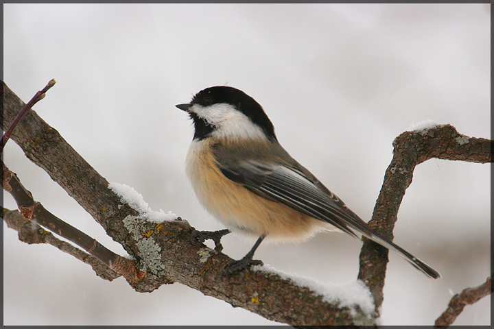 Chickadee