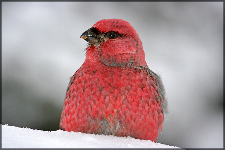 Pine Grossbeak (4)