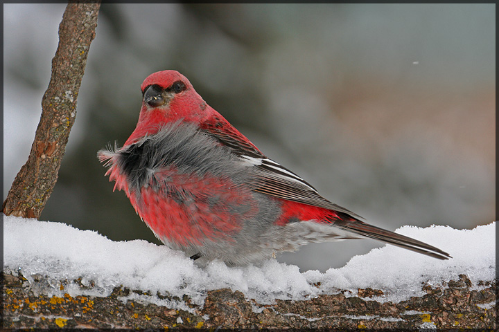Pine Grossbeak (2)