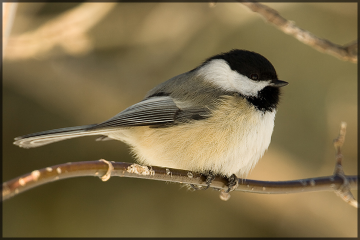 Birds II Outtake