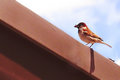 birdie3 Day 12.jpg