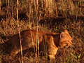 My-Tiger-in-the-Field-Day-14jpg