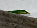Green-Lizard, Day 16.jpg