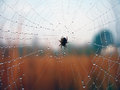 Spider-on-Web.jpg