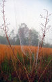 Spider-Web-against-the-sky.jpg
