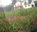 Spider-Web-with-House-in-Ba.jpg