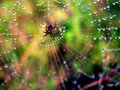 Another-Spider-on-Web.jpg