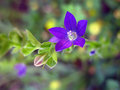 Blue-and-Purple-Tiny-Flower.jpg