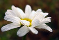 Water-droplets-on-Daisy.jpg