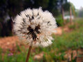 Morning-Dew-on-a-Dandelion.jpg