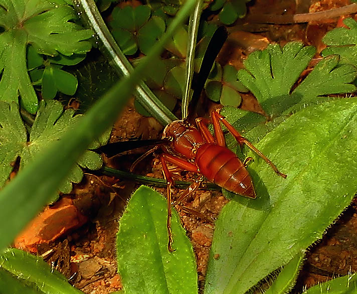 Red-Wasp 2 Day 1.JPG