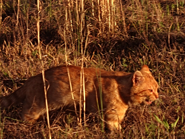 My-Tiger-in-the-Field-Day-14jpg