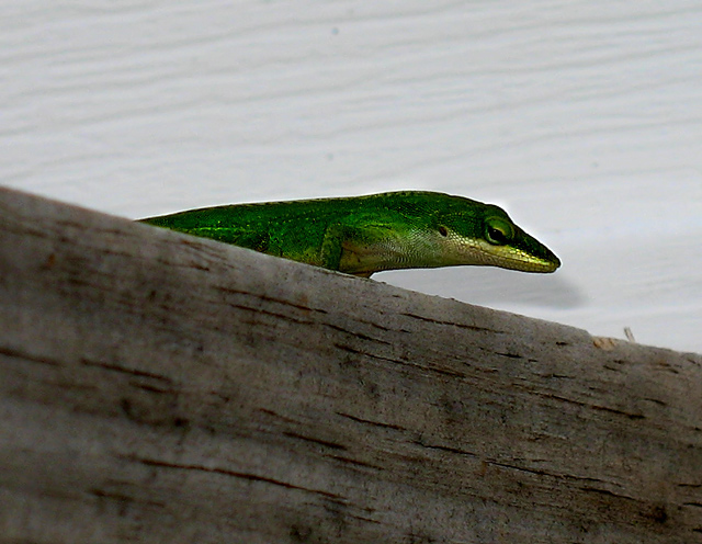 Green-Lizard, Day 16.jpg