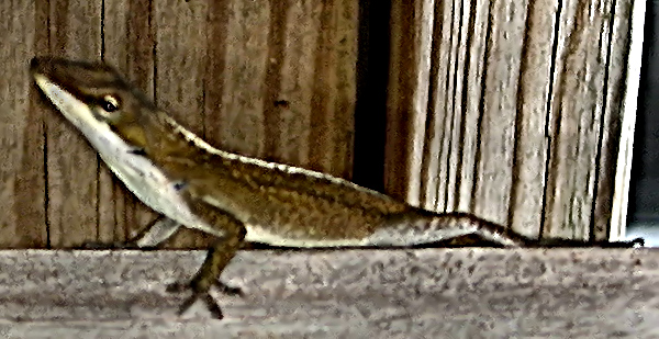 Brown-Lizard Day 17.jpg