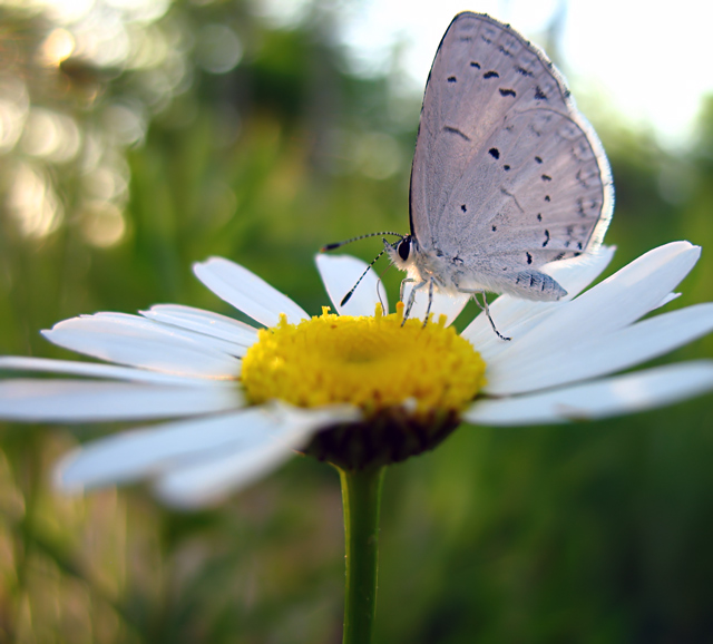 Butterfly-on-Daisy-.jpg