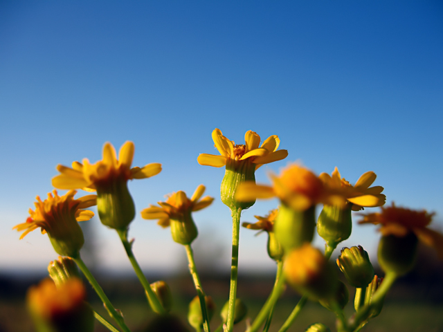 Yellow-flowers-in-the-sky.jpg