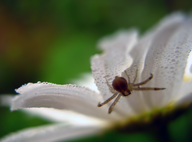 Tiny-Spider-on-a-Daisy.jpg