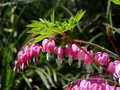 Hearts in Sunlight