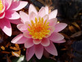 Pink Waterlily