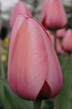 Pink Tulip