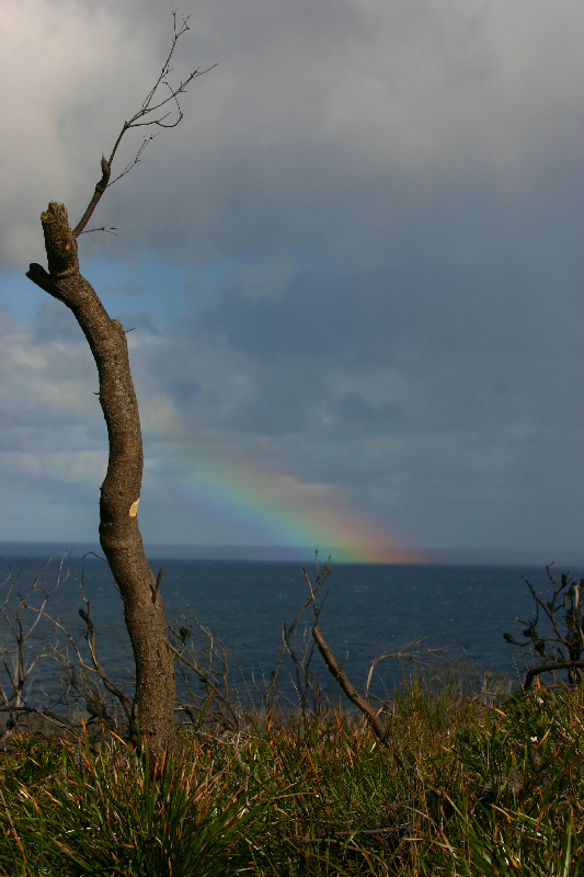 rainbow-tree.jpg