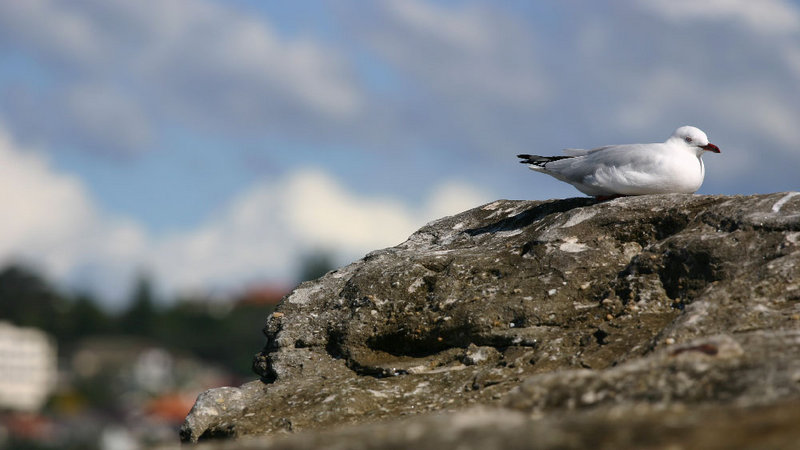 seagulll1.jpg