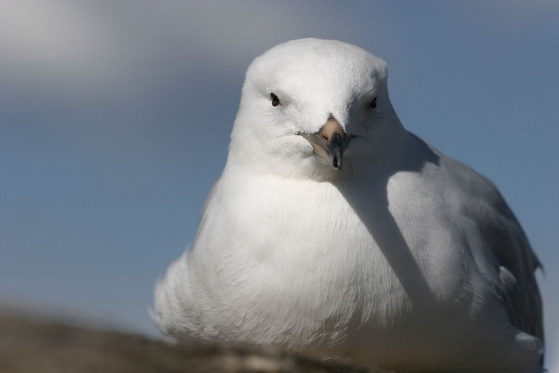seagulll4.jpg