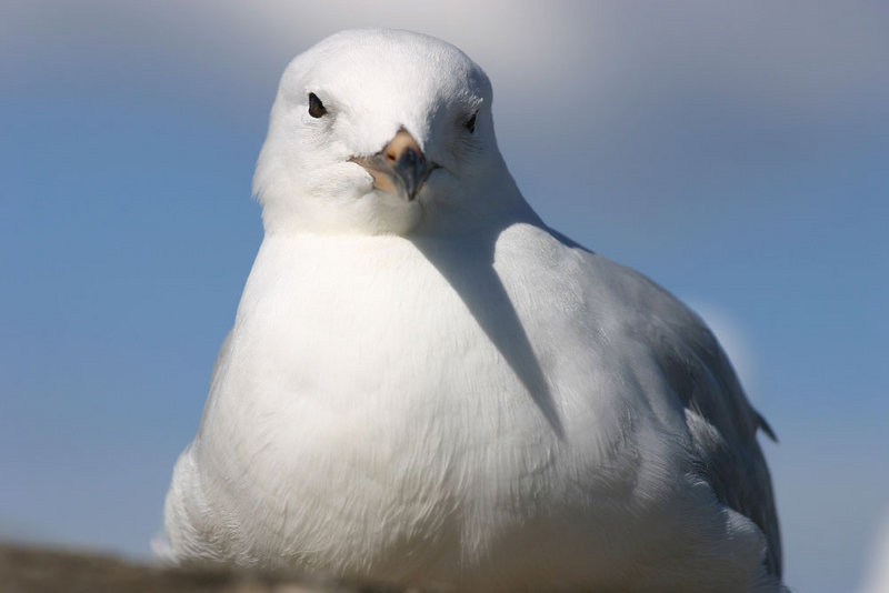 seagulll5.jpg