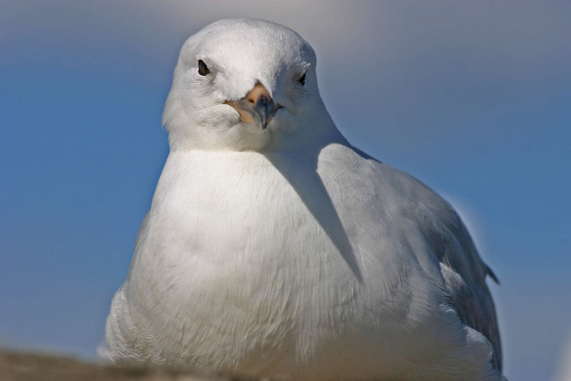 seagulll7.jpg