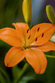 Lac La Belle Lily