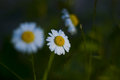 Sunset Daisies