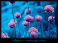 Allium schoenoprasum