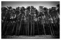 white pine