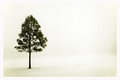 A Single Tree