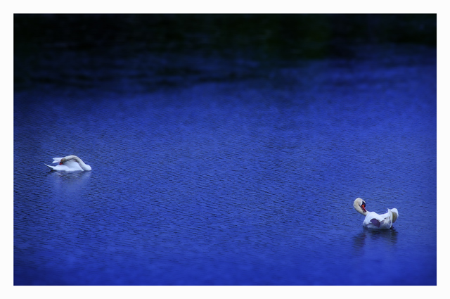 Swan Pilates?