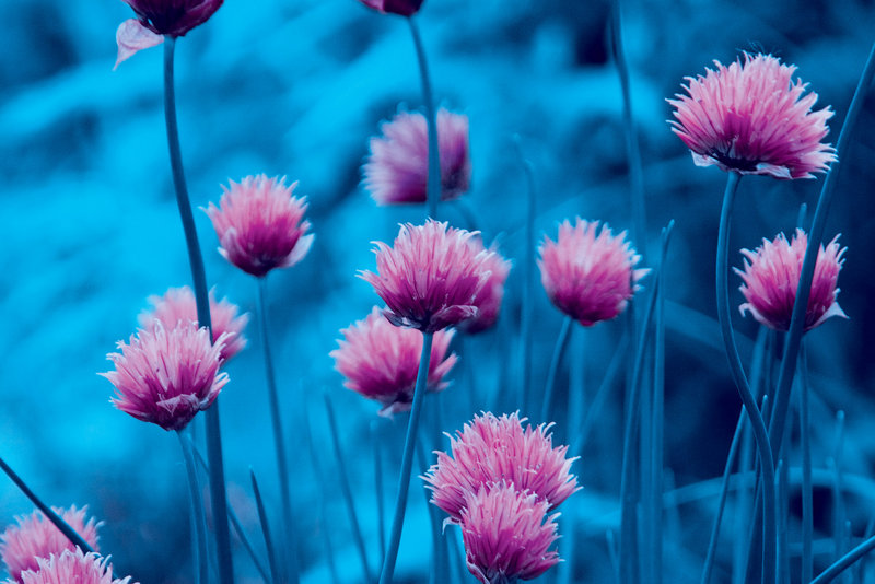 Chives