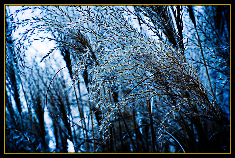 Ornamental Wheat