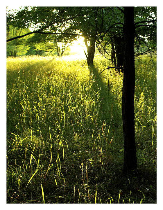 long shadows