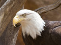 Zoo Shot