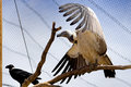 Zoo Shot
