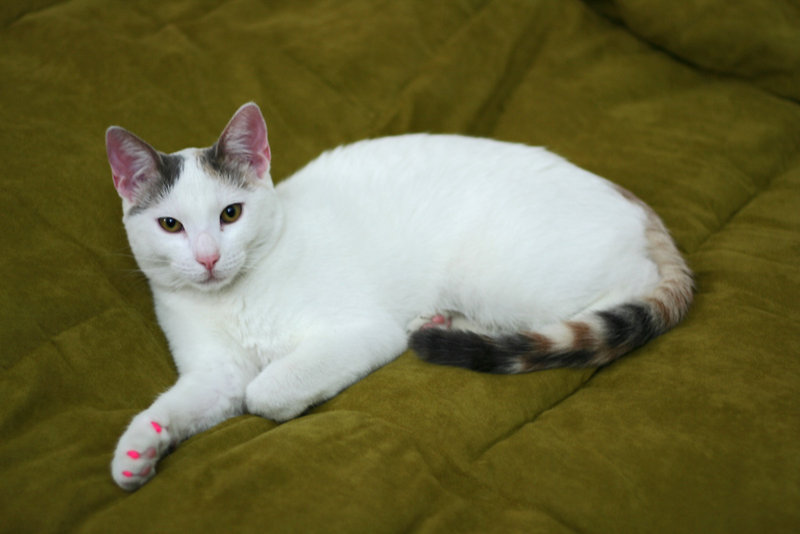 Sookie on my bed.