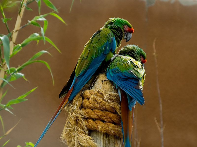 Zoo Shot